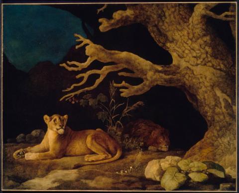 George Stubbs, ‘Lion and Lioness’, Museum of Fine Arts, M. Theresa B Hopkins Fund, 49.6, 1771.