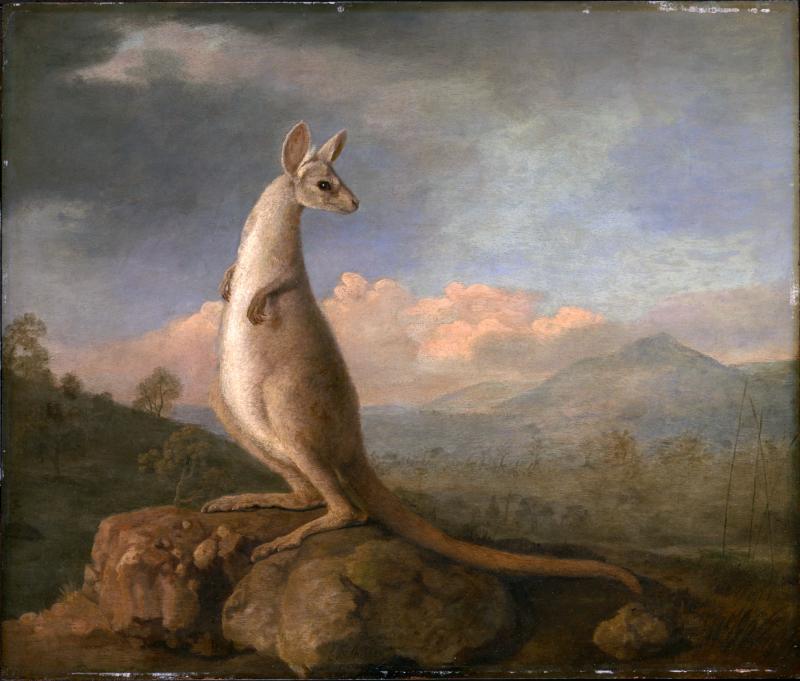 George Stubbs, ‘The Kongouro from New Holland’, Wikimedia Commons, 1772. 
